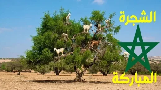 العقدة المغربية باقية وتتمدد: مجلس وزراء نظام الثكنات يقرر زراعة “الأركان”